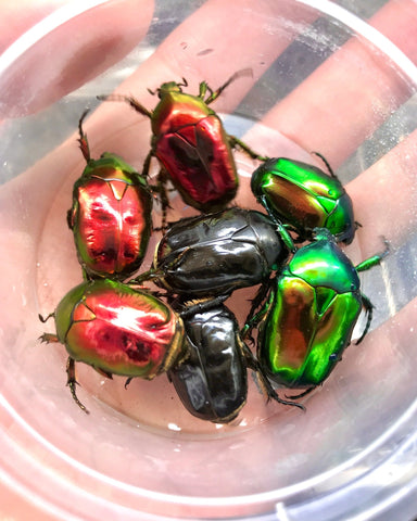 ⨂ Larvae - Jewel Flower Beetle, (Protaetia aeruginosa) - Richard’s Inverts