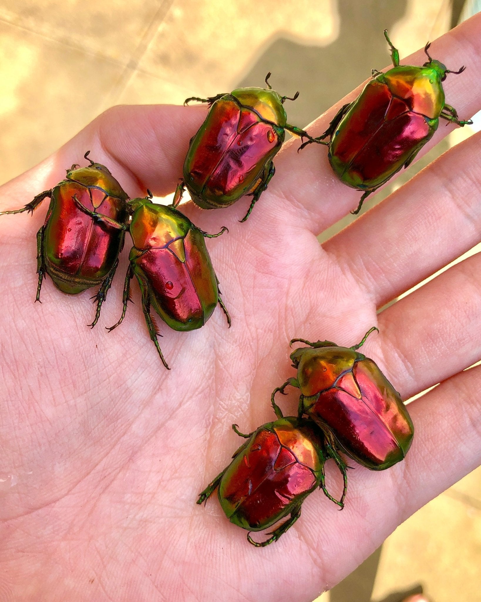 ⨂ Larvae - Jewel Flower Beetle, (Protaetia aeruginosa) - Richard’s Inverts
