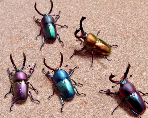 ⨂ Larvae - Jewel Stag Beetle, (Lamprima adolphinae) - Richard’s Inverts