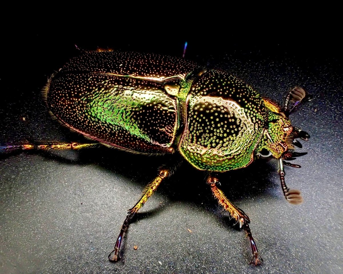 ⨂ Larvae - Lord Howe Stag Beetle, (Lamprima insularis) - Richard’s Inverts
