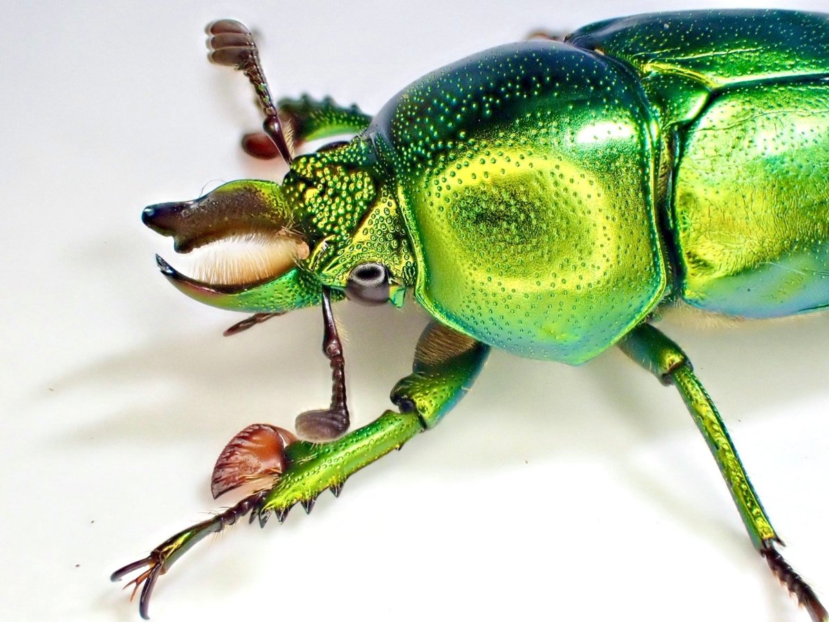 Larvae - Lord Howe Stag Beetle, (Lamprima insularis) - Richard’s Inverts