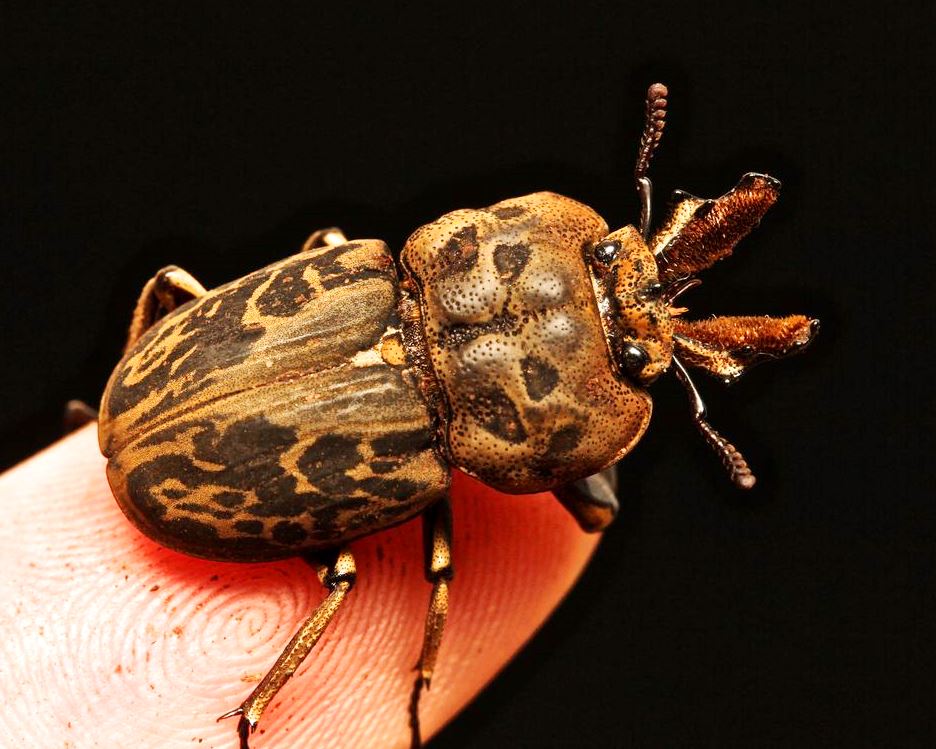 Larvae - Marbled Stag Beetle, (Rhyssonotus nebulosus) - Richard’s Inverts
