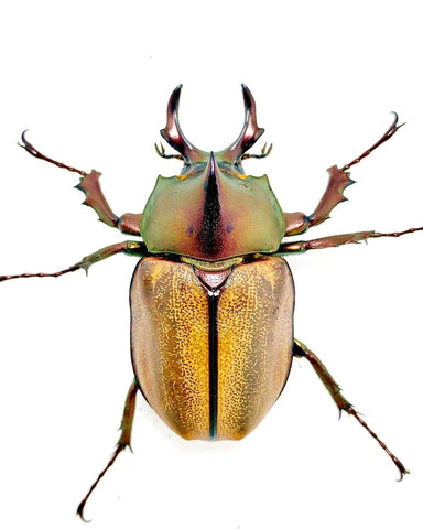 Larvae - Margarita Rhino Beetle, (Agaocephala margaridae) - Richard’s Inverts