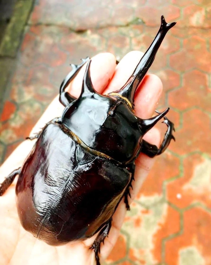 Larvae - Mars Rhino Beetle, (Megasoma mars) - Richard’s Inverts