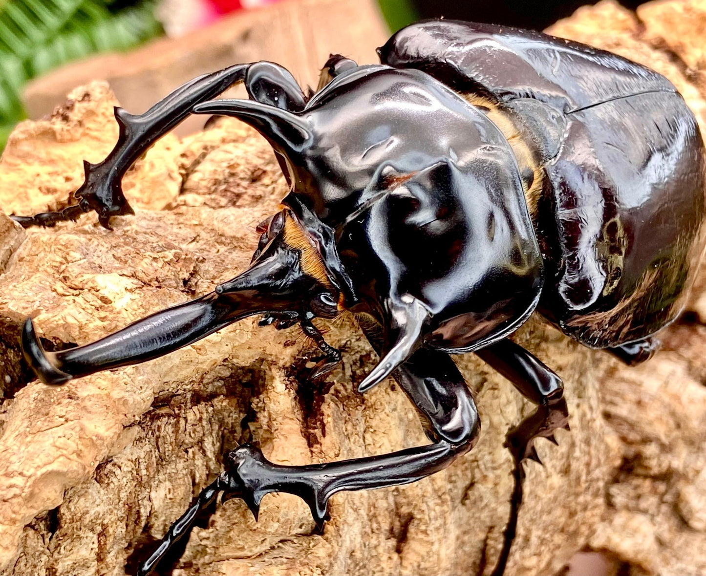 Larvae - Mars Rhino Beetle, (Megasoma mars) - Richard’s Inverts