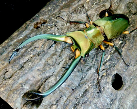 Larvae - Metallic Elaphus Stag Beetle, (Cyclommatus elaphus) - Richard’s Inverts
