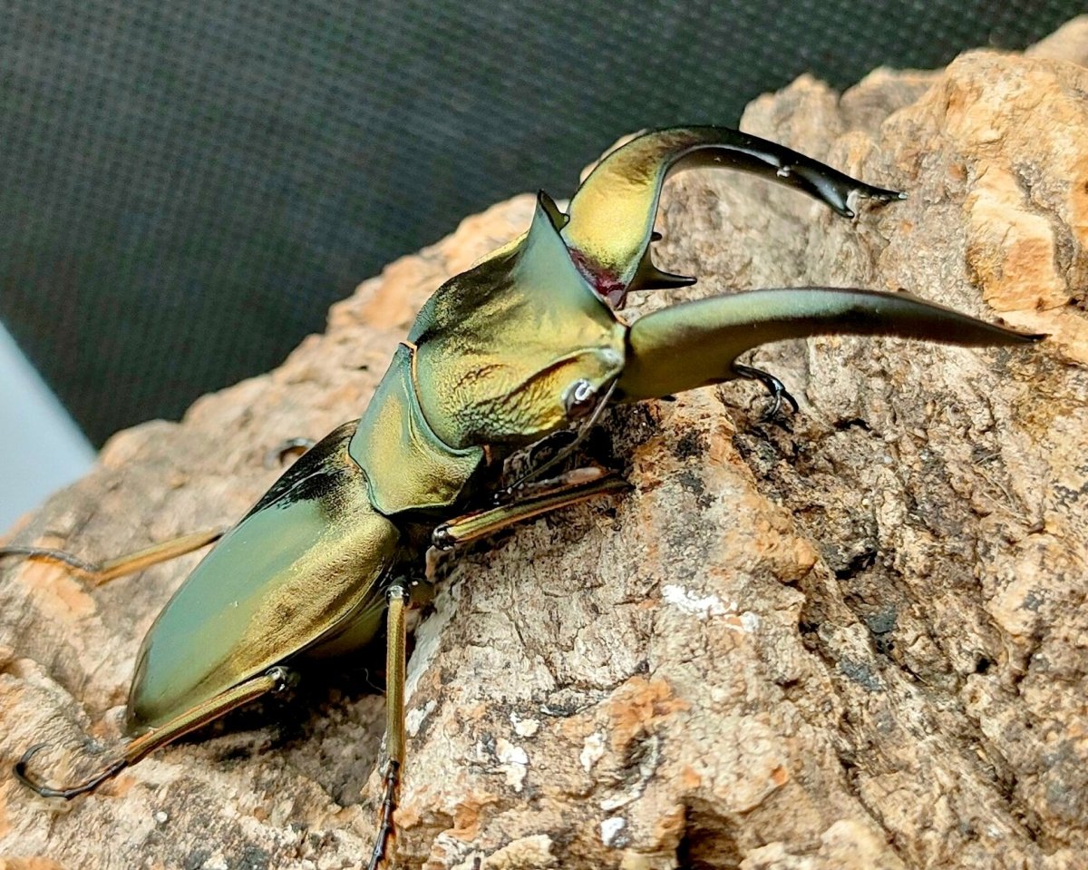 ⨂ Larvae - Metallic Stag Beetle, (Cyclommatus speciosus) - Richard’s Inverts
