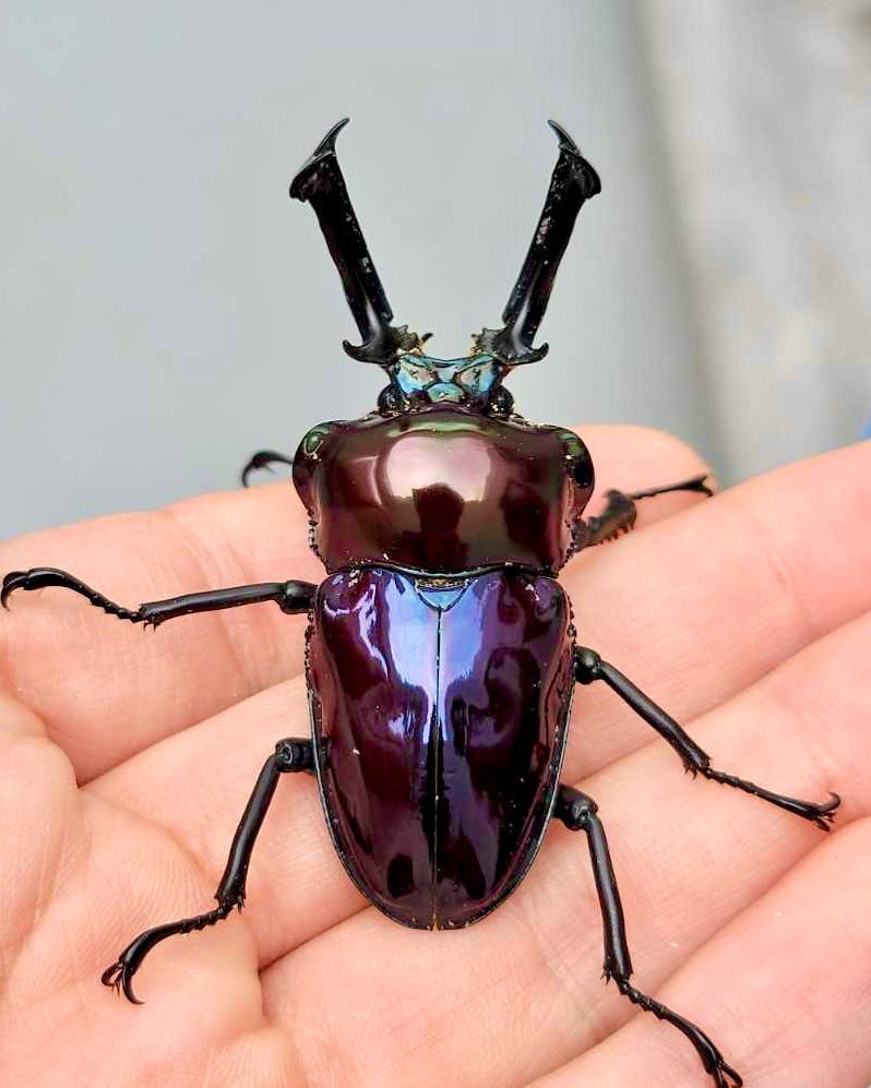Larvae - "Mirror Glaze, Amethyst" Rainbow Stag Beetle, (Phalacrognathus muelleri) - Richard’s Inverts