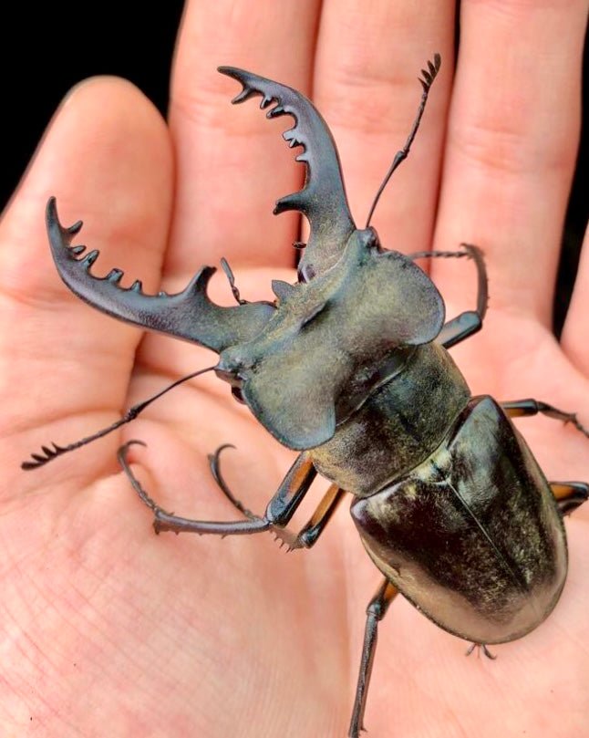 ⨂ Larvae - Mountain Stag Beetle, (Lucanus maculifemoratus) - Richard’s Inverts