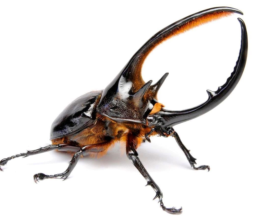 ⨂ Larvae - Neptune Rhino Beetle, (Dynastes neptunus) - Richard’s Inverts