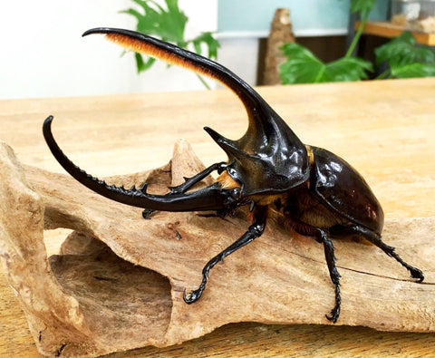 ⨂ Larvae - Neptune Rhino Beetle, (Dynastes neptunus) - Richard’s Inverts