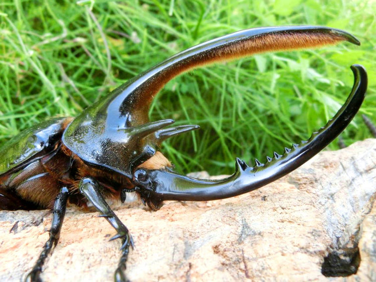 Neptune Rhino Beetles for sale Richard's Inverts