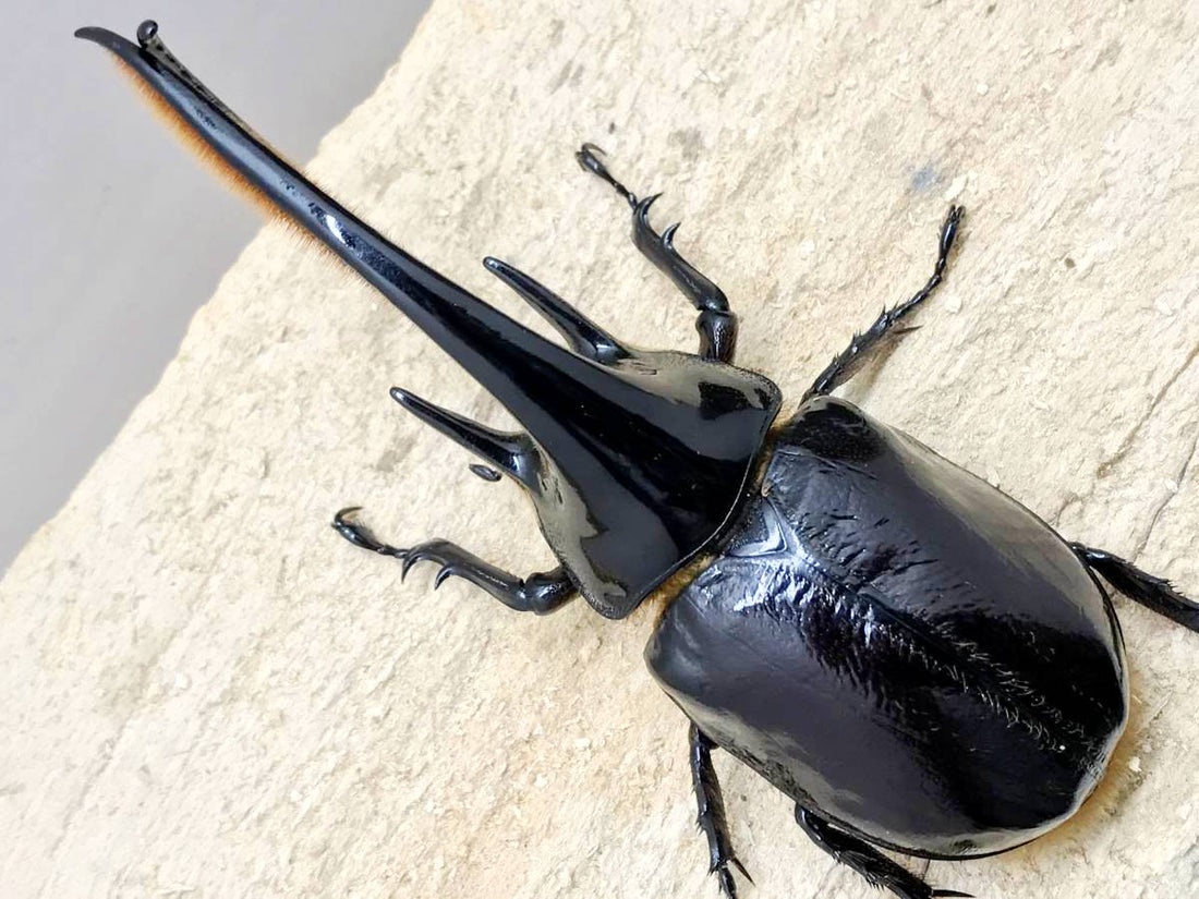 Neptune Rhino Beetles for sale Richard's Inverts