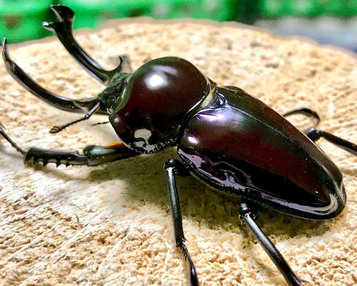 ⨂ Larvae - "Obsidian" Rainbow Stag Beetle, (Phalacrognathus muelleri) - Richard’s Inverts