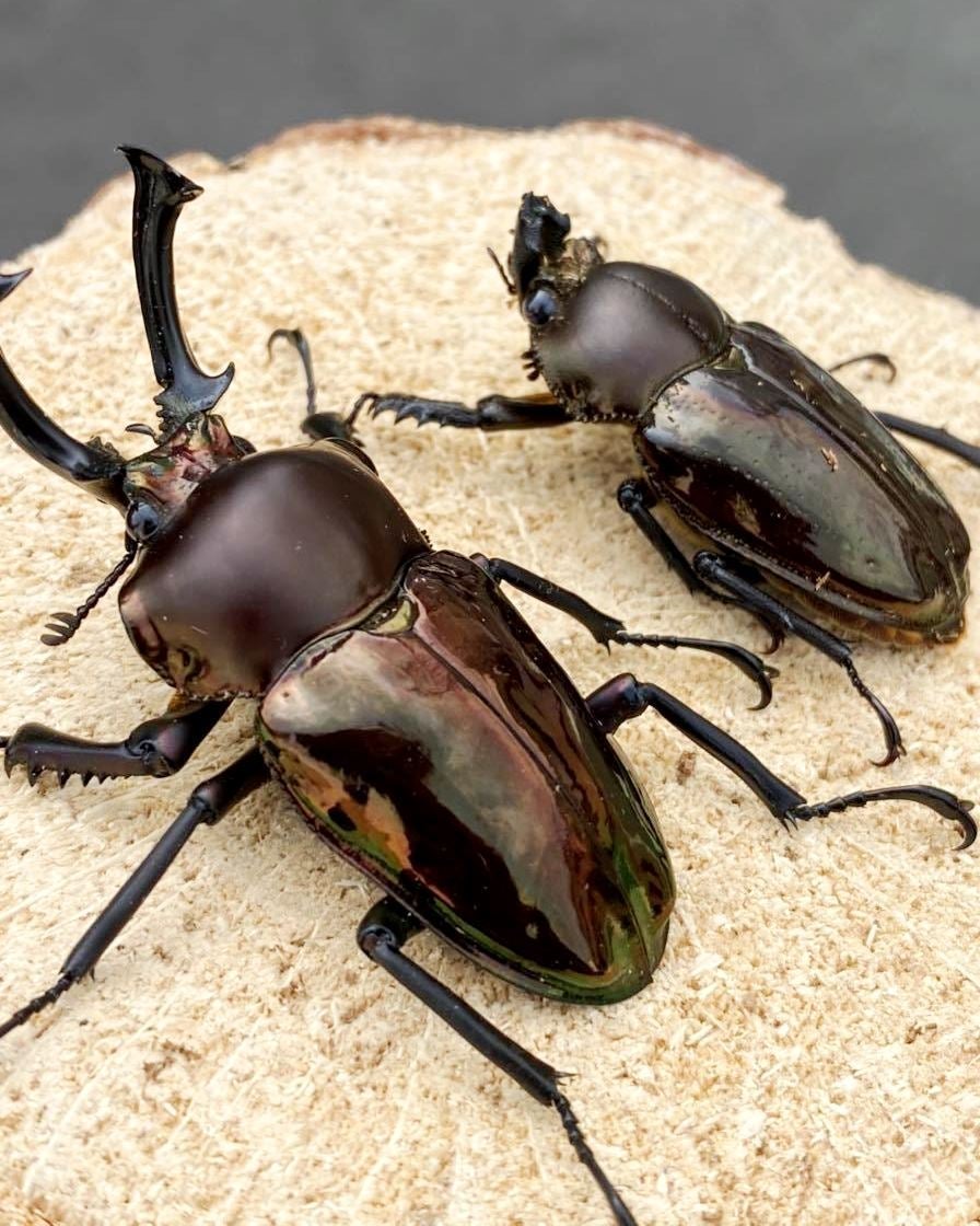 Larvae - "Obsidian" Rainbow Stag Beetle, (Phalacrognathus muelleri) - Richard’s Inverts