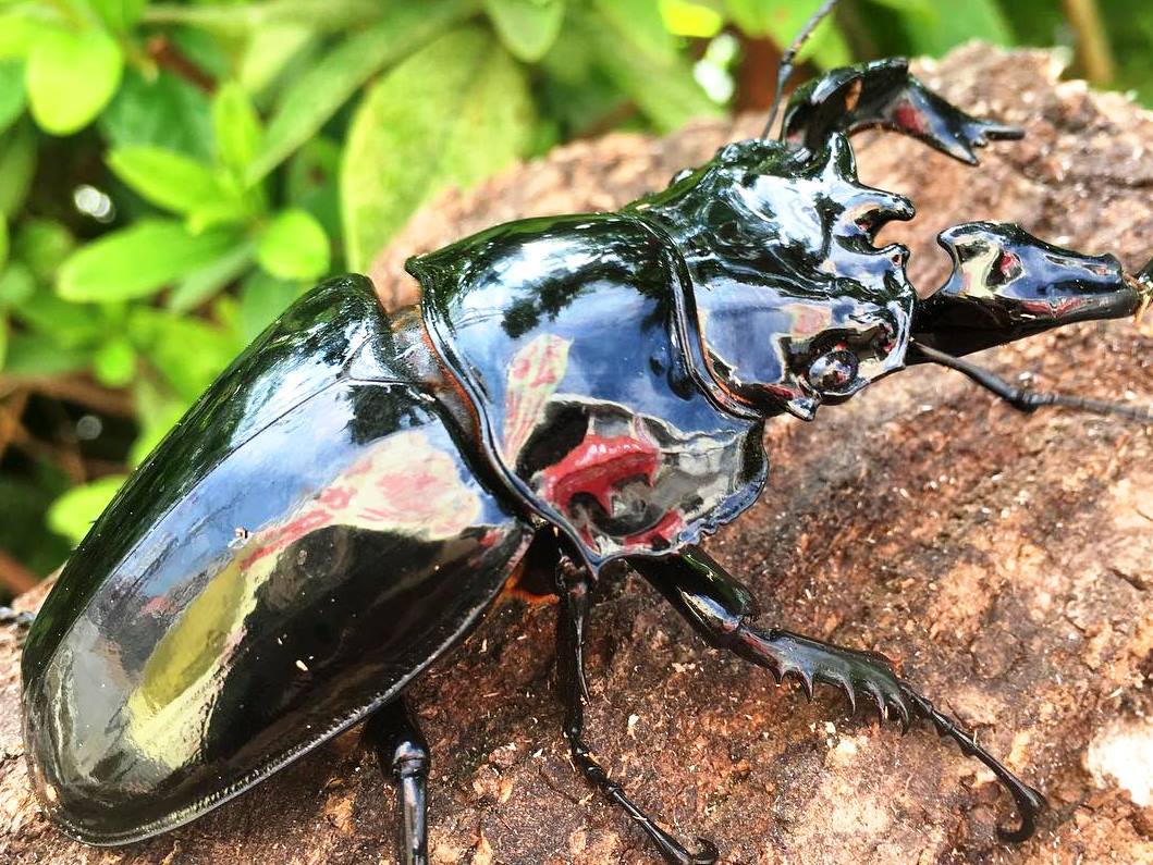 ⨂ Larvae - Obsidian Stag Beetle, (Mesotopus tarandus) - Richard’s Inverts