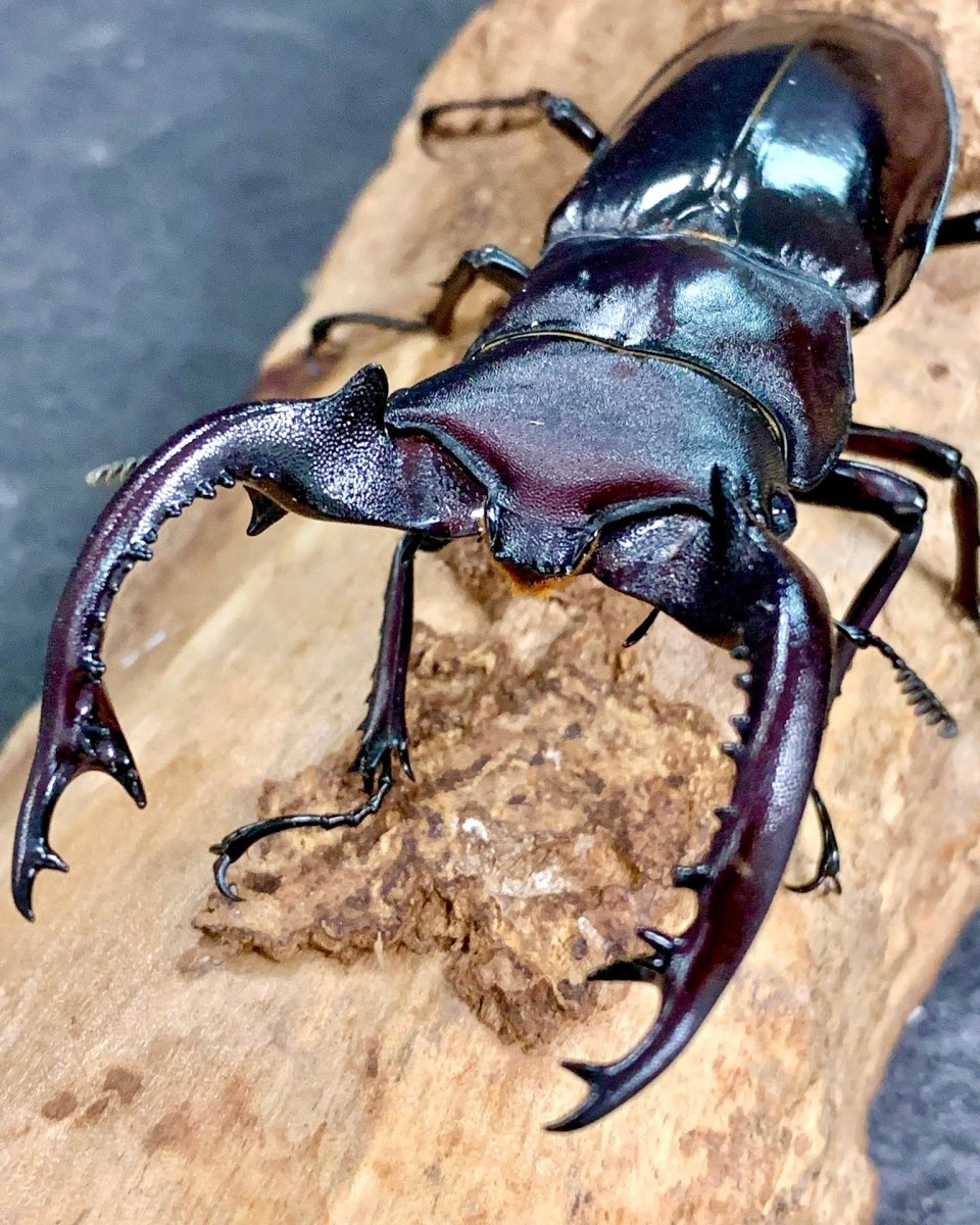 Larvae - Ogre Stag Beetle, (Hexarthius kiyotamii) - Richard’s Inverts
