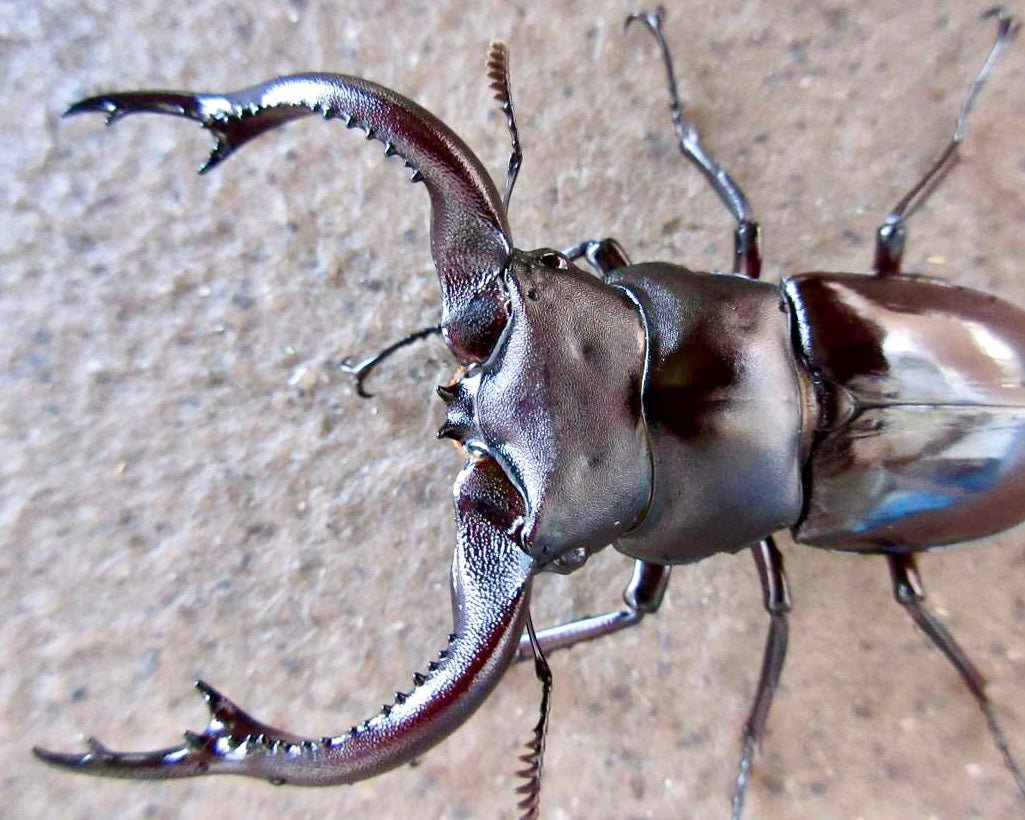 Larvae - Ogre Stag Beetle, (Hexarthius kiyotamii) - Richard’s Inverts