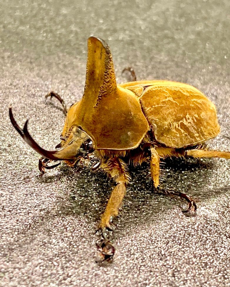 ⨂ Larvae - Ohaus Velvet Rhino Beetle, (Lycomedes ohausi) - Richard’s Inverts