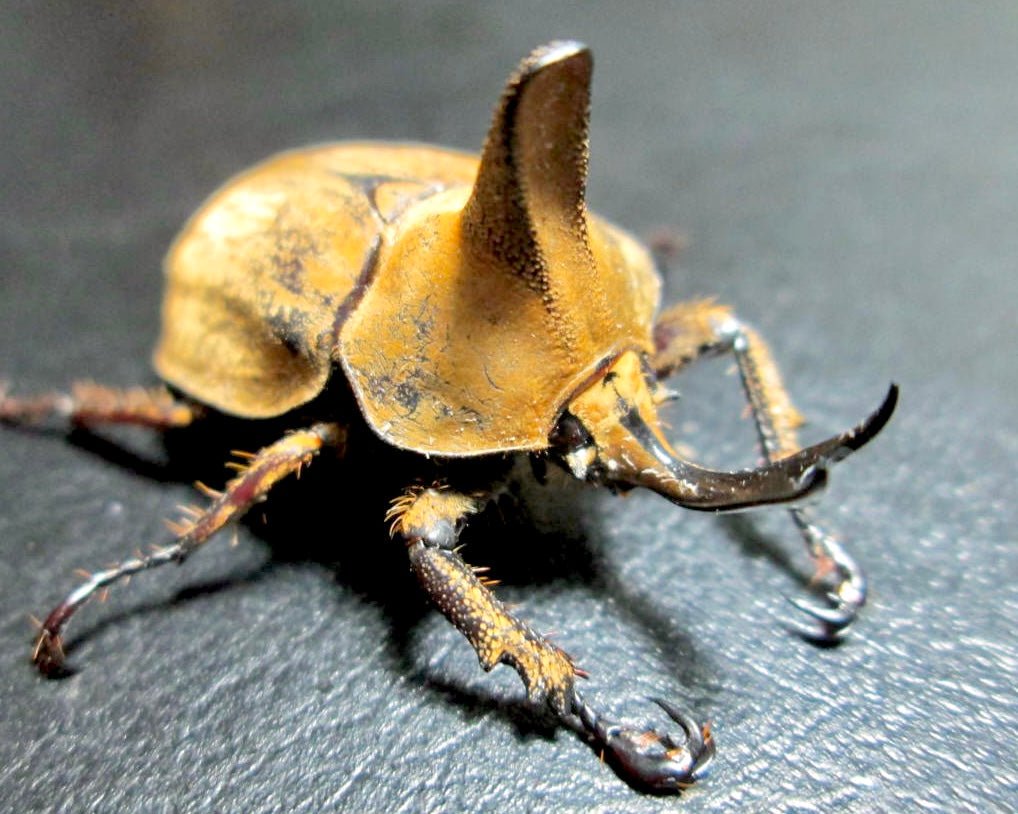 ⨂ Larvae - Ohaus Velvet Rhino Beetle, (Lycomedes ohausi) - Richard’s Inverts