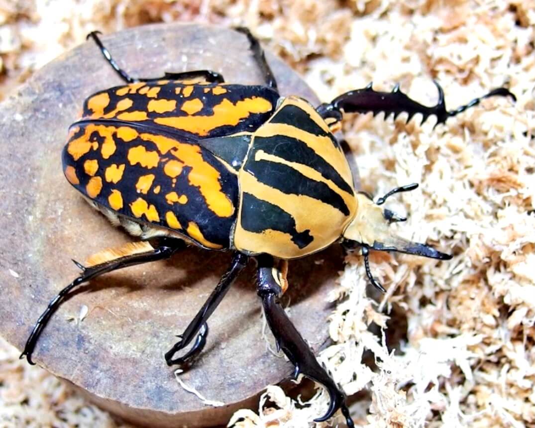 Larvae - "Orange" Tiger Flower Beetle, (Mecynorrhina oberthuri) - Richard’s Inverts