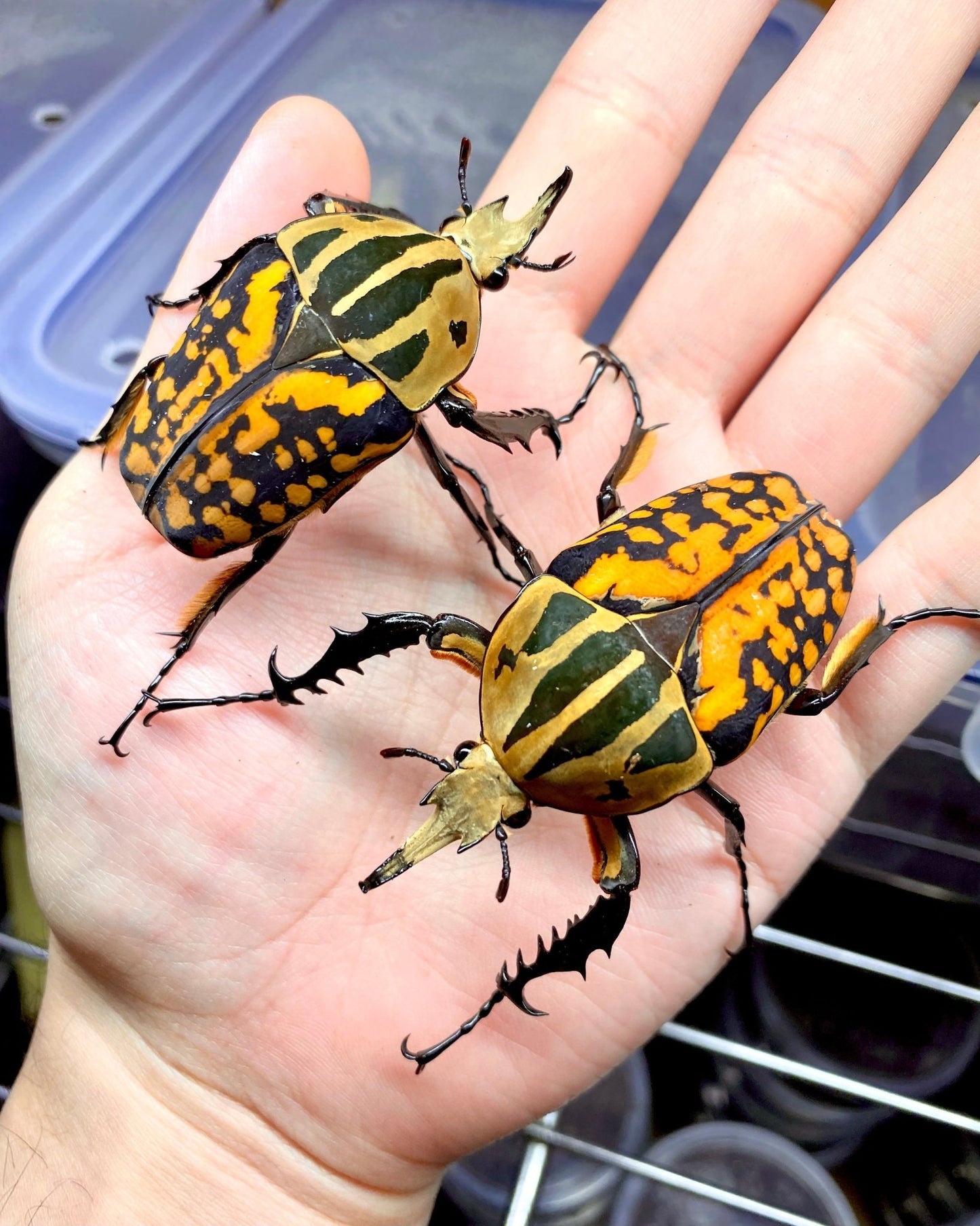 Larvae - "Orange" Tiger Flower Beetle, (Mecynorrhina oberthuri) - Richard’s Inverts