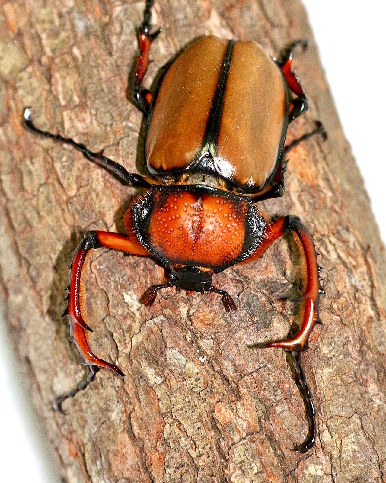 ⨂ Larvae - Orangutan Longarm Beetle, (Propomacrus davidi) - Richard’s Inverts