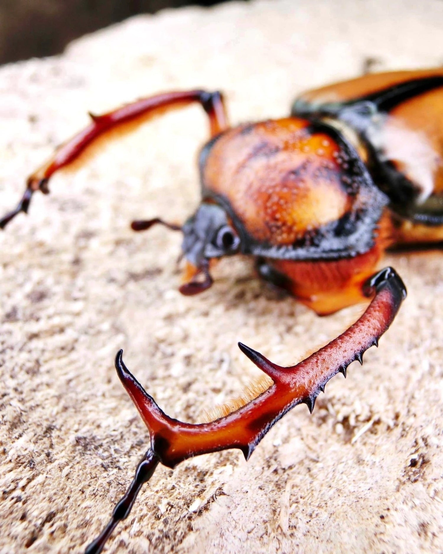 ⨂ Larvae - Orangutan Longarm Beetle, (Propomacrus davidi) - Richard’s Inverts