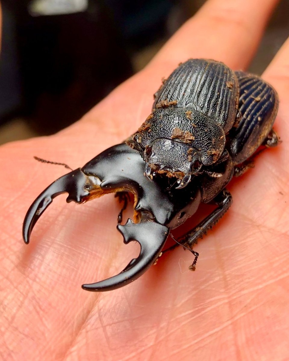 Larvae - Platyodon Stag Beetle, (Aegus platyodon) - Richard’s Inverts