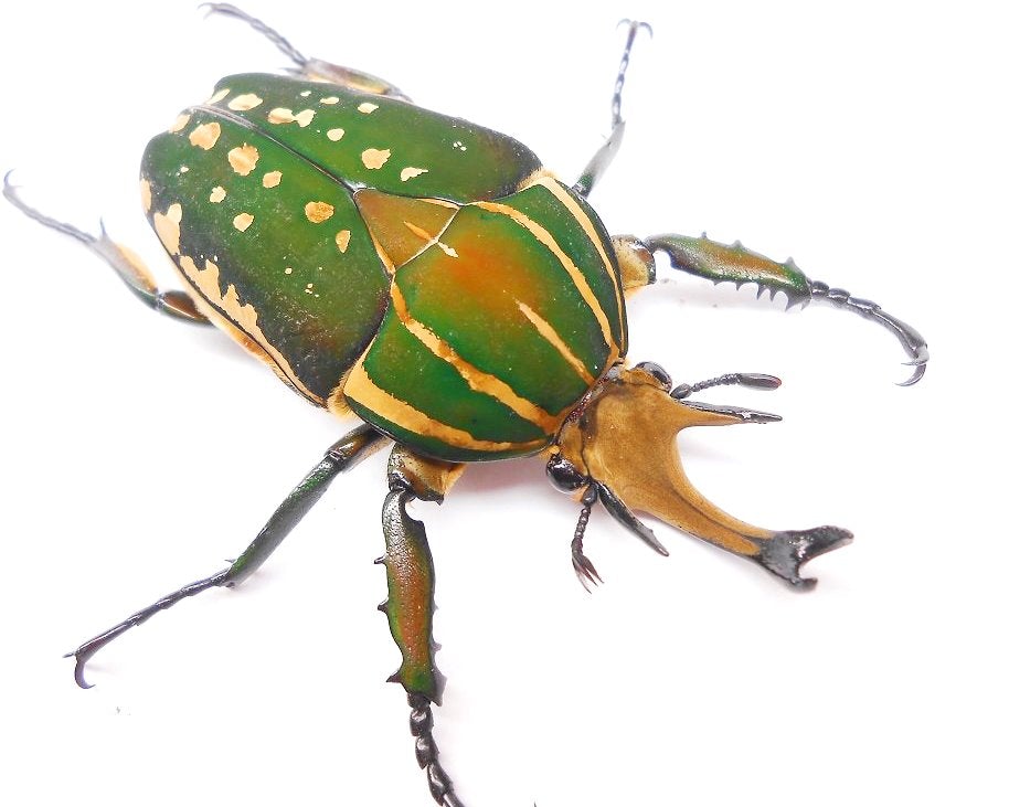 ⨂ Larvae - Polyphemus Flower Beetle, (Mecynorrhina polyphemus) - Richard’s Inverts