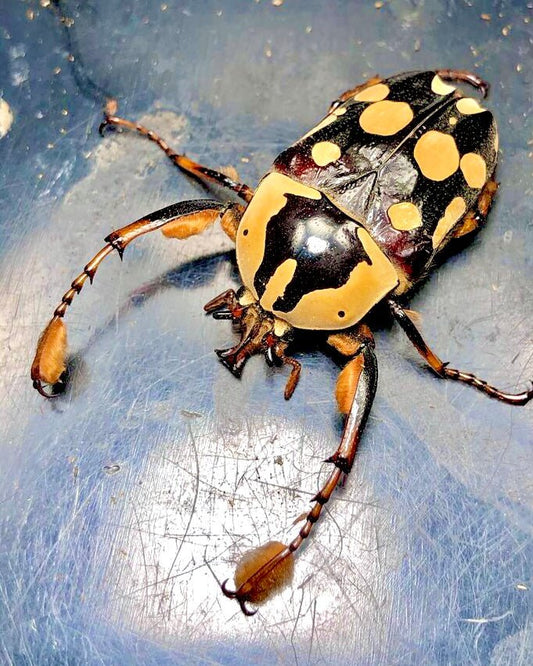 Larvae - Pompom Flower Beetle, (Cheirolasia burkei) - Richard’s Inverts