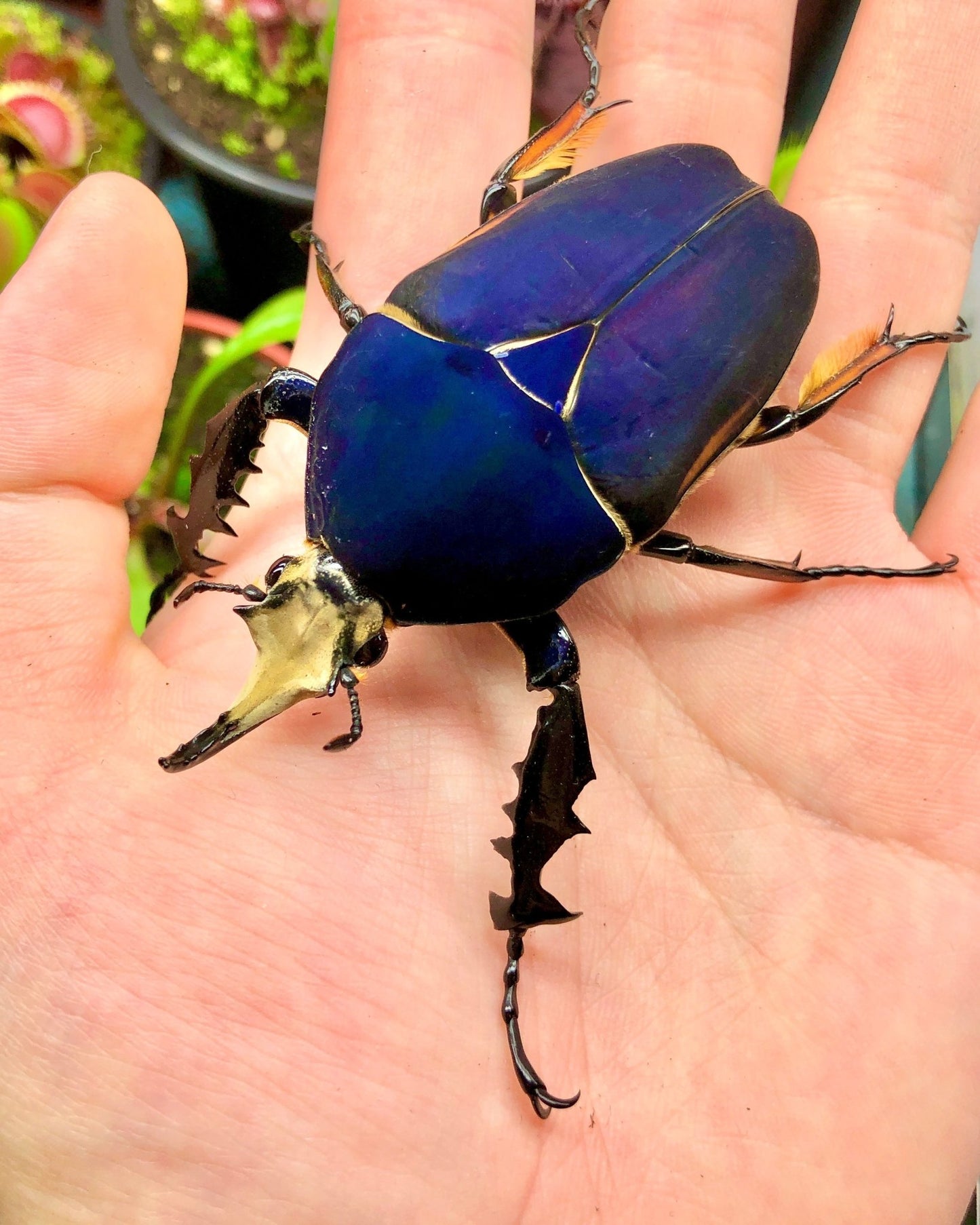 Larvae - "Pure Blue" Giant Flower Beetle, (Mecynorrhina ugandensis) - Richard’s Inverts