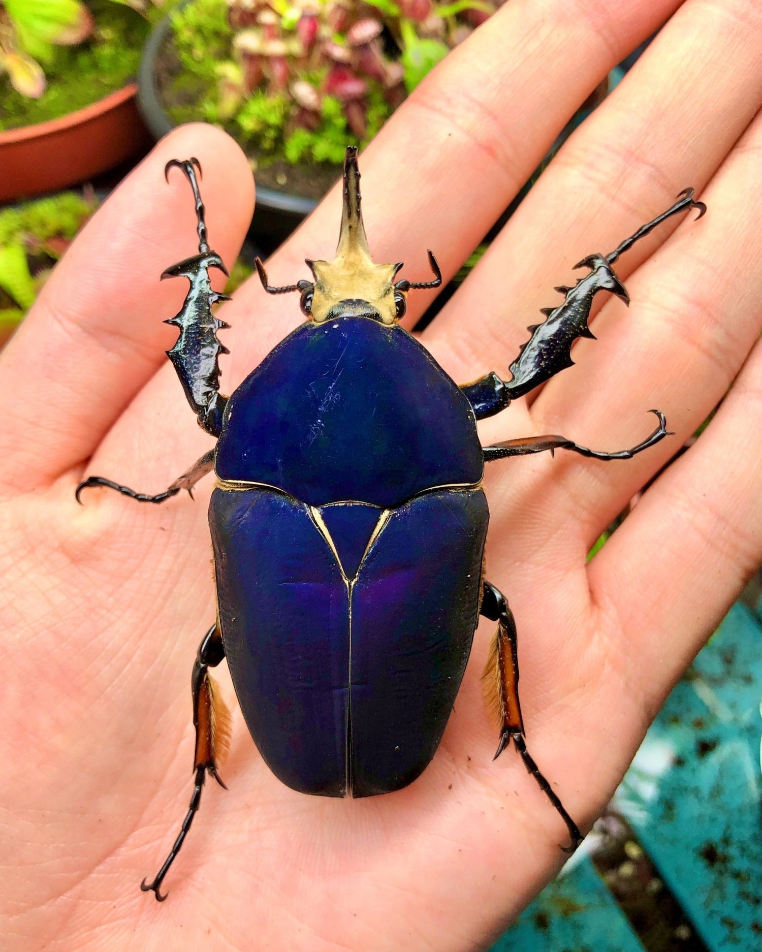 "Pure Blue" Giant Flower Beetles for sale Richard's Inverts