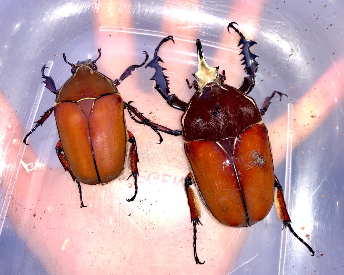 ⨂ Larvae - "Pure Orange" Giant Flower Beetle, (Mecynorrhina ugandensis) - Richard’s Inverts