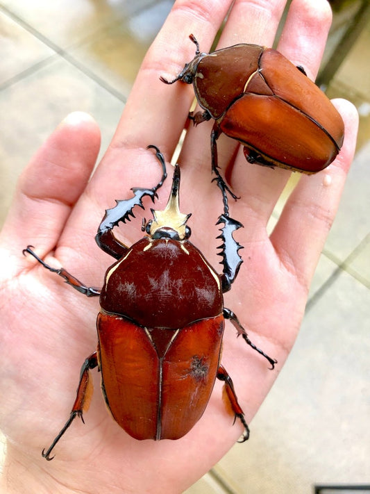 ⨂ Larvae - "Pure Orange" Giant Flower Beetle, (Mecynorrhina ugandensis) - Richard’s Inverts