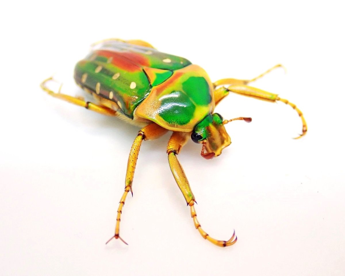 Larvae - Rainbow Flower Beetle, (Stephanorrhina julia) - Richard’s Inverts