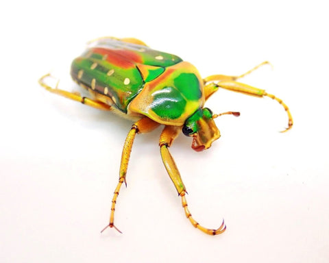 Larvae - Rainbow Flower Beetle, (Stephanorrhina julia) - Richard’s Inverts