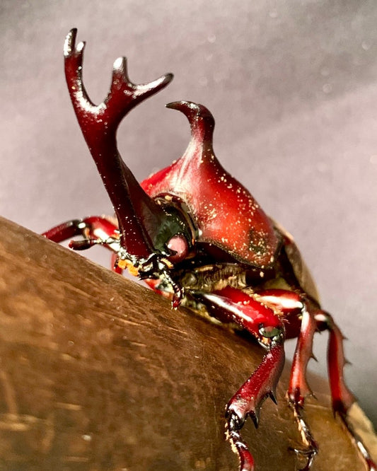 Larvae - "Red Devil" Japanese Rhino Beetle, (Trypoxylus dichotomus) - Richard’s Inverts