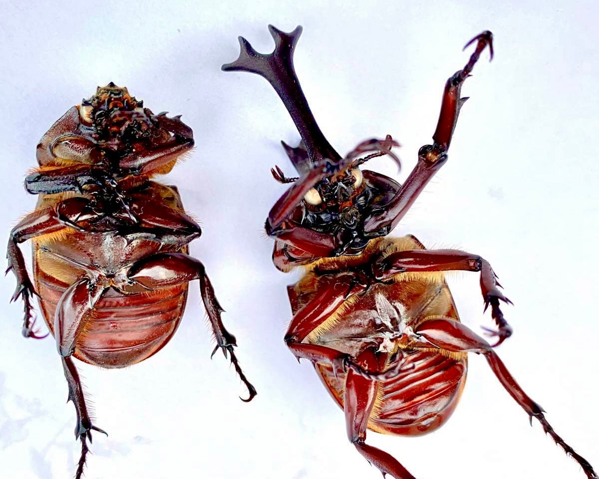 ⨂ Larvae - "Red Phantom" Japanese Rhino Beetle, (Trypoxylus dichotomus) - Richard’s Inverts