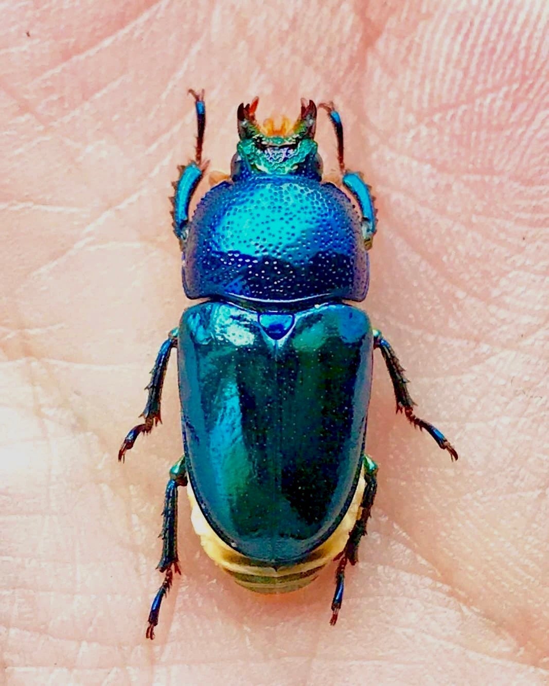 ⨂ Larvae - "Sapphire" Jewel Stag Beetle, (Lamprima adolphinae) - Richard’s Inverts
