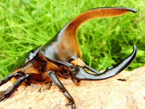 Larvae - Satan Rhino Beetle, (Dynastes satanas) - Richard’s Inverts