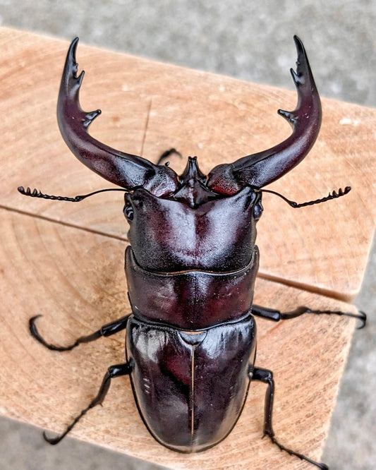 Larvae - Sawtooth Stag Beetle, (Prosopocoilus dissimilis) - Richard’s Inverts