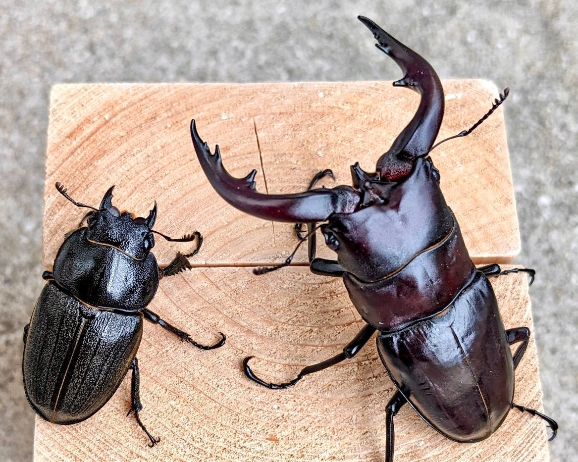 Larvae - Sawtooth Stag Beetle, (Prosopocoilus dissimilis) - Richard’s Inverts
