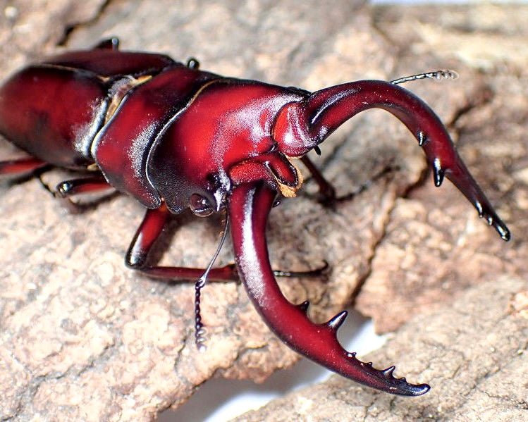 Larvae - Sawtooth Stag Beetle, (Prosopocoilus inclinatus) - Richard’s Inverts