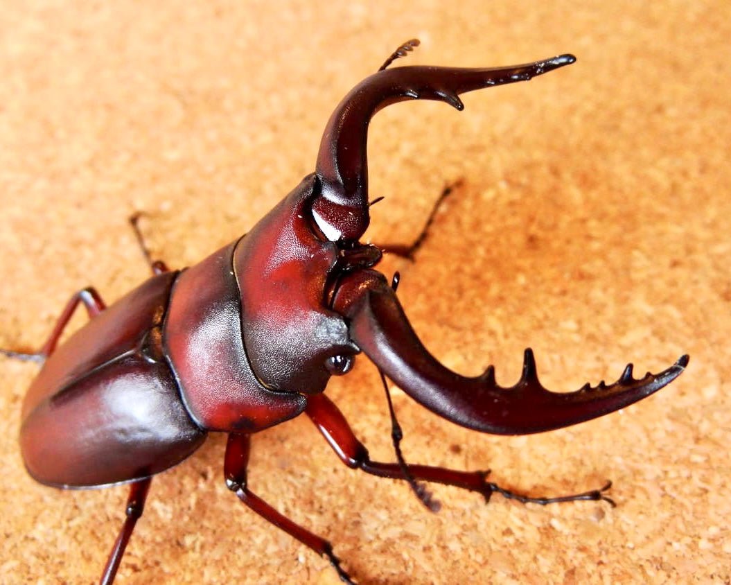 Larvae - Sawtooth Stag Beetle, (Prosopocoilus inclinatus) - Richard’s Inverts