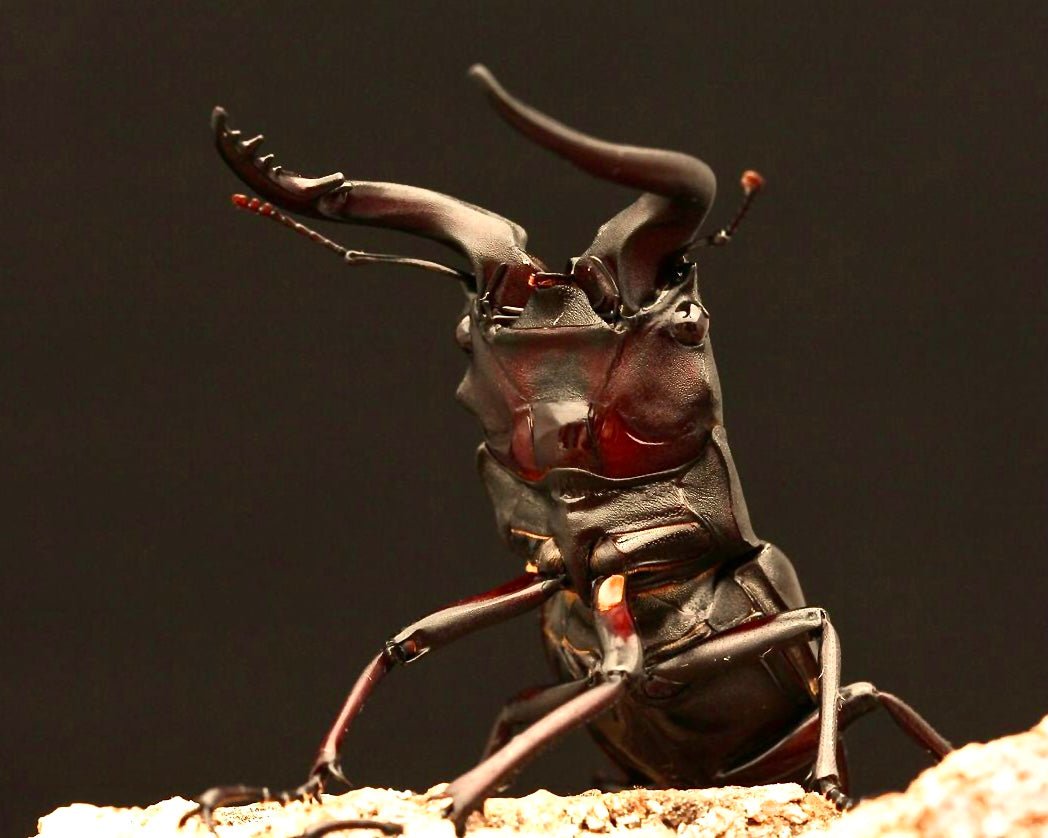 Larvae - Sawtooth Stag Beetle, (Prosopocoilus inclinatus) - Richard’s Inverts