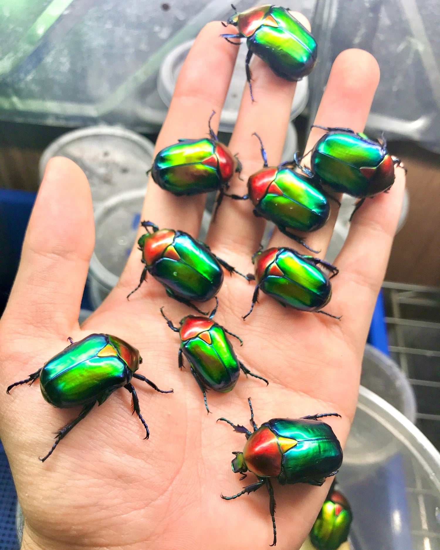 Larvae - Turkish Flower Beetle, (Protaetia jousselini) - Richard’s Inverts
