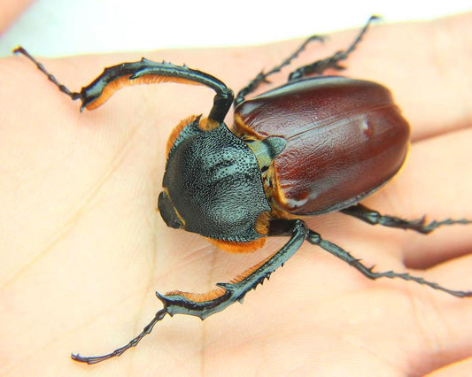 ⨂ Larvae - Turkish Longarm Beetle, (Propomacrus bimucronatus) - Richard’s Inverts