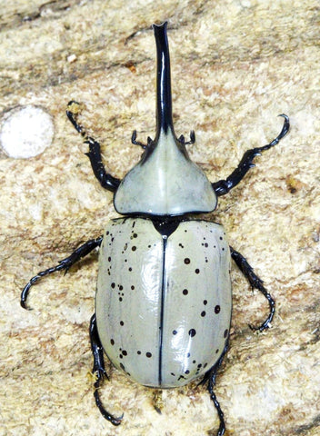 ⨂ Larvae - White Hercules Rhino Beetle, (Dynastes grantii) - Richard’s Inverts