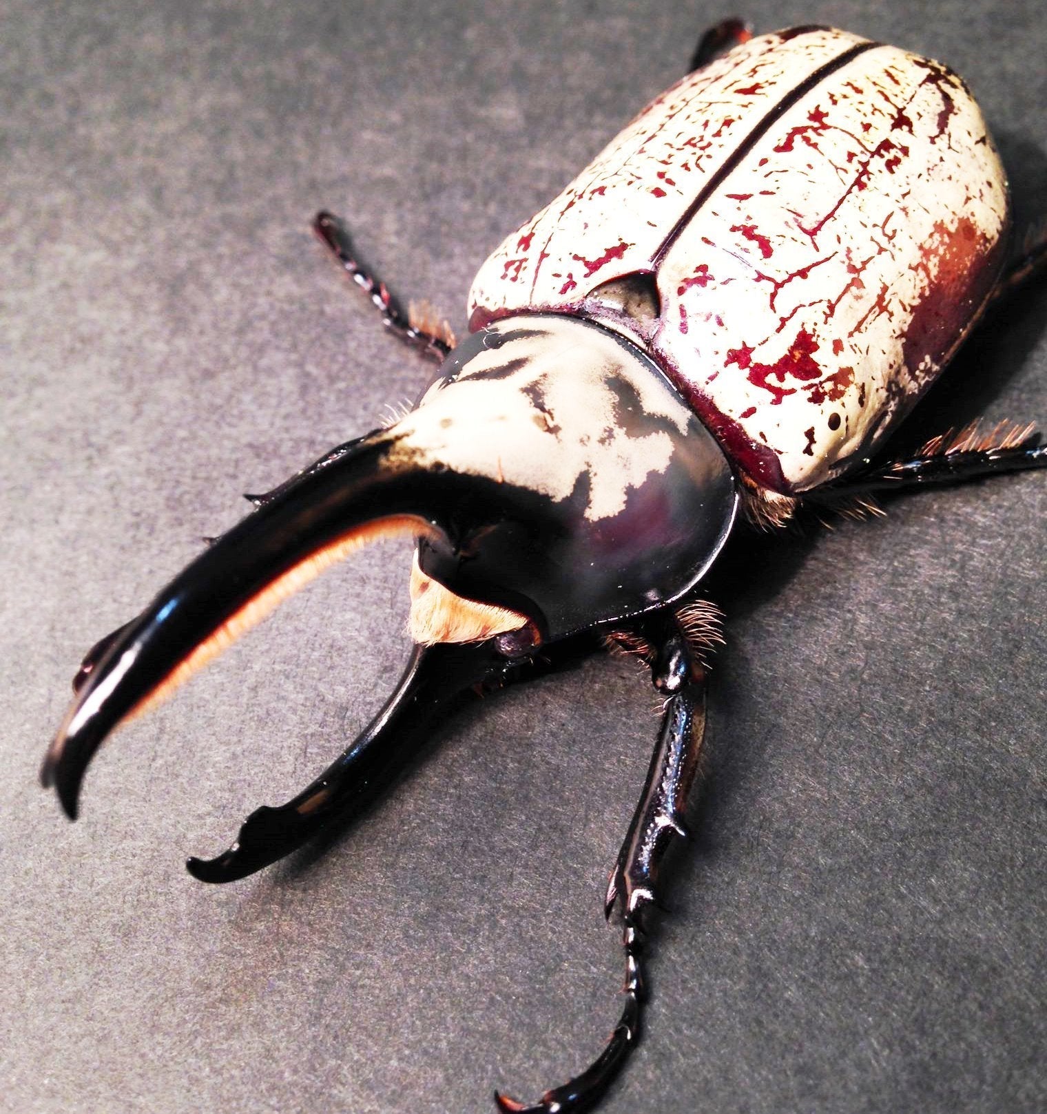 ⨂ Larvae - White Hercules Rhino Beetle, (Dynastes grantii) - Richard’s Inverts